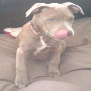 Downeys Tequila Cocoa Pit Bull.jpg